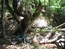 водопад Гейзер (название скороспелое) на речке Алака, дуб над верхней частью водопада