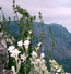 ны высоте около 1000 метров цветут крымские эдельвейсы