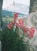 Эти дикие цветы растут на вершине Генуэзской скалы